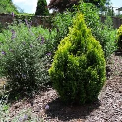 Berckman's Gold Arborvitae -Garden-Plants Berckmans Arborvitae 1 FGT