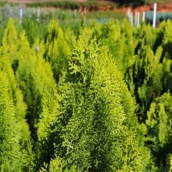 Berckman's Gold Arborvitae -Garden-Plants Berckmans Arborvitae 8