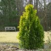 Berckman's Gold Arborvitae -Garden-Plants Berckmans Arborvitae FGT 600x600 ce6c5eef 9b4c 4e6a b08d bfba171097c6