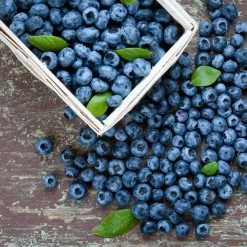 Biloxi Blueberry Bush -Garden-Plants Biloxi Blueberry 1