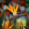 Bird Of Paradise - Orange -Garden-Plants Bird of Paradise FGT 600x600 45c0b3af 61f2 4c68 bd5b 0a844cfb7027