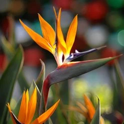 Bird Of Paradise - Orange