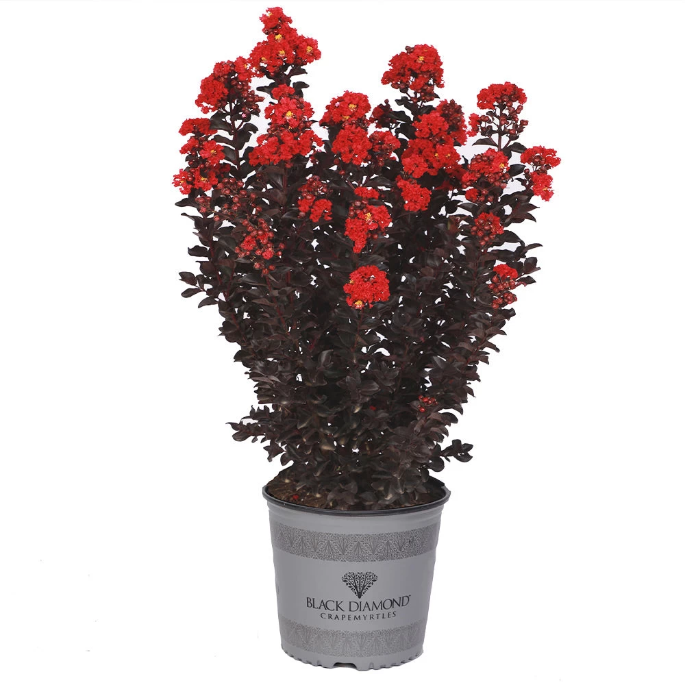 Black Diamond® Radiant Red Crape Myrtle 6 Black Diamond® Radiant Red Crape Myrtle - Image 4