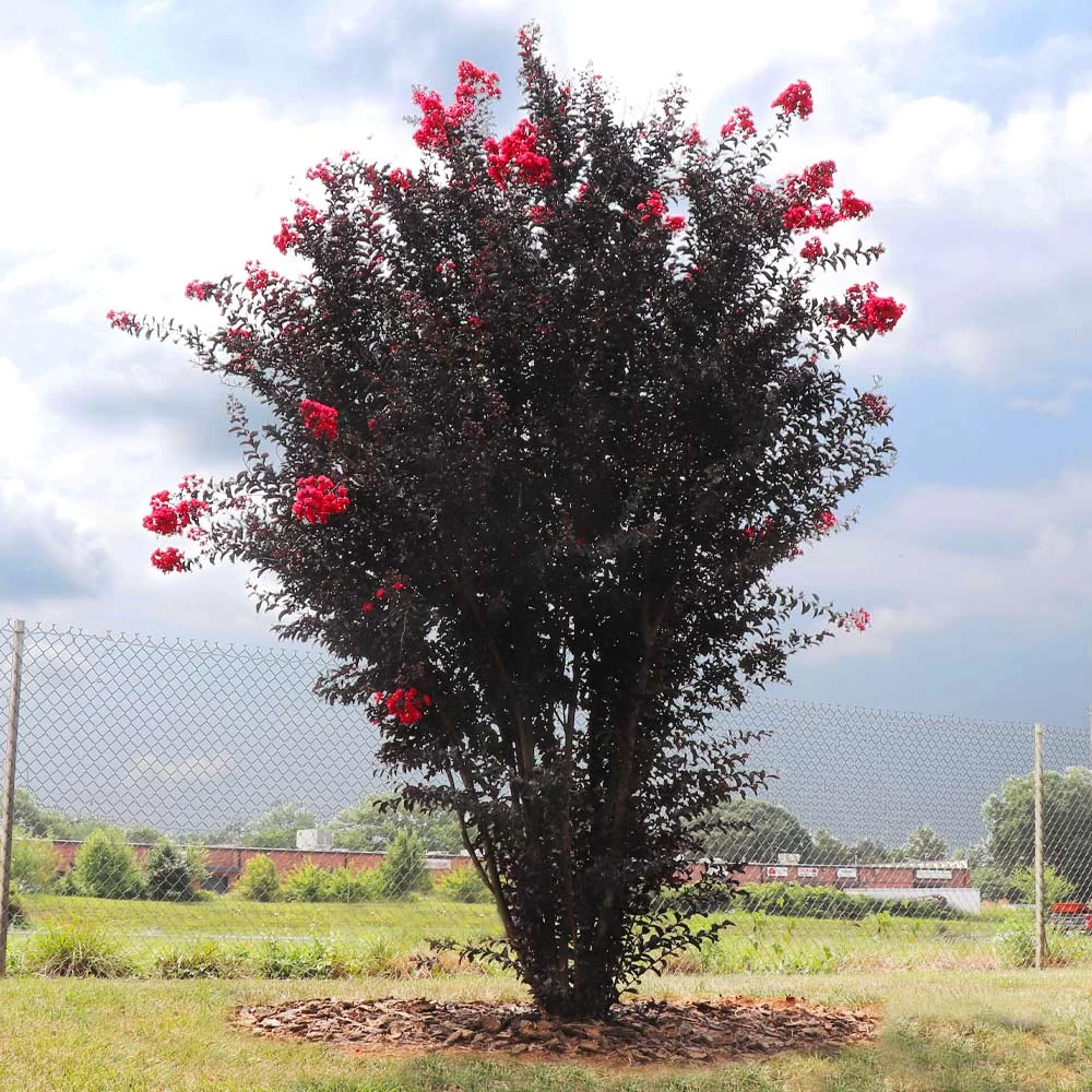 Black Diamond® Radiant Red Crape Myrtle 5 Black Diamond® Radiant Red Crape Myrtle - Image 3