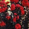 Black Diamond® Radiant Red Crape Myrtle 1 Black Diamond® Radiant Red Crape Myrtle -Garden-Plants Black DIamond Radient Red Crape Myrtle 600x600 567fe0e3 0208 4d12 81c3 e42919d05839