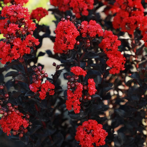 Black Diamond® Radiant Red Crape Myrtle 3 Black Diamond® Radiant Red Crape Myrtle