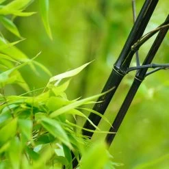 Black Bamboo 12 Black Bamboo -Garden-Plants Black Bamboo 1 FGT