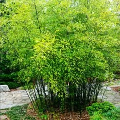 Black Bamboo 11 Black Bamboo -Garden-Plants Black Bamboo 3 FGT