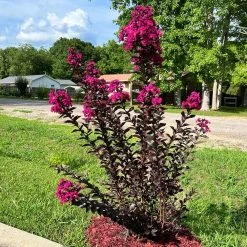 Black Diamond® Crape Myrtle - Mystic Magenta™ -Garden-Plants Black Diamon Magestic magenta Crape Myrtle31