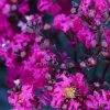 Black Diamond® Crape Myrtle - Mystic Magenta™ 2 Black Diamond® Crape Myrtle - Mystic Magenta™ -Garden-Plants Black Diamon Magestic magenta Crape Myrtle 600x600 703dbfb4 ff0a 40c3 b862 7837c7afa96a