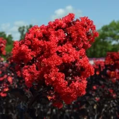 Black Diamond® Crape Myrtle - Best Red™ -Garden-Plants Black Diamond Crape Myrtle 3 FGT