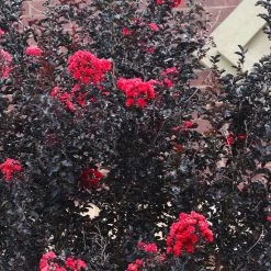 Black Diamond® Crape Myrtle - Best Red™ -Garden-Plants Black Diamond Crape Myrtle 6 FGT