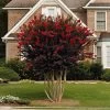 Black Diamond® Crape Myrtle - Best Red™ -Garden-Plants Black Diamond Crape Myrtle FGT 600x600 ebd6e947 06c8 47e3 8d58 bdd0b8f08ce1