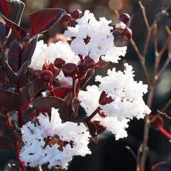 Black Diamond® Crape Myrtle - Pure White™ -Garden-Plants Black Diamond Pure WHite Crape Myrtle 1