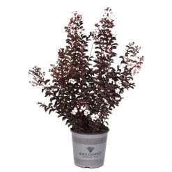 Black Diamond® Crape Myrtle - Pure White™ -Garden-Plants Black Diamond Pure WHite Crape Myrtle 3