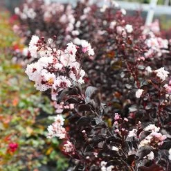 Black Diamond® Crape Myrtle - Pure White™ -Garden-Plants Black Diamond Pure WHite Crape Myrtle 5