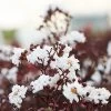 Black Diamond® Crape Myrtle - Pure White™ 2 Black Diamond® Crape Myrtle - Pure White™ -Garden-Plants Black Diamond Pure WHite Crape Myrtle 600x600 1a855538 a3cb 4847 8179 469404e12dc1