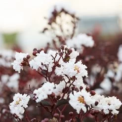 Black DiamondĀ® Crape Myrtle - Pure Whiteā¢