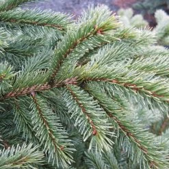 Black Hills Spruce Tree -Garden-Plants Black Hills Spruce 6 FGT