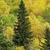 Black Hills Spruce Tree -Garden-Plants Black Hills Spruce FGT 600x600 cb51d1ba de3b 4964 8e81 2204f60de25d
