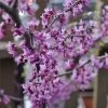 Black Pearl™ Redbud Tree -Garden-Plants Black Pearl Redbud Tree 350 Thumb 9eb186b3 173d 4fb3 a56d f2317de1acff
