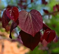 Black Pearl™ Redbud Tree 8 Black Pearl™ Redbud Tree -Garden-Plants Black Pearl Redbud Tree 450 D1