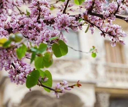 Black Pearl™ Redbud Tree 4 Black Pearl™ Redbud Tree - Image 2