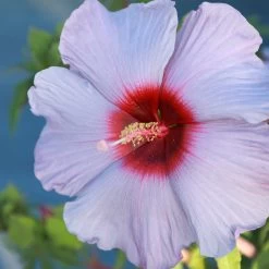 Summer Spice® Hardy Hibiscus Bleu Brulee™ -Garden-Plants Bleu Brulee Hibiscus 1