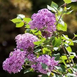 Bloomerang® Lilac Shrub -Garden-Plants Bloomerang Lilac Shrub 2