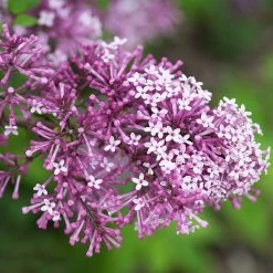 Bloomerang® Lilac Tree 8 Bloomerang® Lilac Tree -Garden-Plants Bloomerang Lilac Shrub 5 FGT 0736f998 d271 49c8 b6f9 c5a804ca9df7
