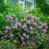 Bloomerang® Lilac Shrub -Garden-Plants Bloomerang Lilac Shrub 600x600 fbcbaec1 7351 48c4 b56f 15f2756df306