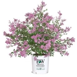 Bloomerang® Lilac Shrub -Garden-Plants Bloomerang Lilac Shrub 8 5G