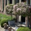 Bloomerang® Lilac Tree -Garden-Plants Bloomerang Lilac Tree 600x600 7f076b56 a1a5 48db 8873 f12954026bdd