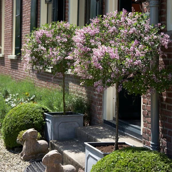 Bloomerang® Lilac Tree 3 Bloomerang® Lilac Tree