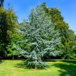 Blue Atlas Cedar Tree -Garden-Plants Blue Atlas Cedar 2