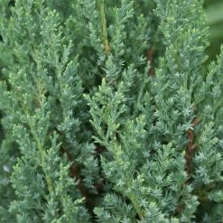 Blue Point Juniper -Garden-Plants Blue Point Juniper 3