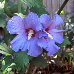 Azurri Blue Satin® Rose Of Sharon Althea Tree -Garden-Plants Blue Satin Rose Of Sharon Tree 2