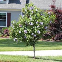 Azurri Blue Satin® Rose Of Sharon Althea Tree -Garden-Plants Blue Satin Rose Of Sharon Tree 3 44946843 a3ea 4054 b02e a6db3052ceb9