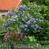 Azurri Blue Satin® Rose Of Sharon Althea Tree -Garden-Plants Blue Satin Rose Of Sharon Tree 600x600 60de359b badf 4160 8f5d 202267acab41