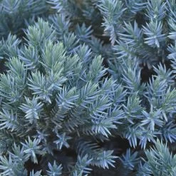 Blue Star Juniper Shrub -Garden-Plants Blue Star Juniper 2