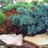 Blue Star Juniper Shrub -Garden-Plants Blue Star Juniper FGT 600x600 39395957 12cd 4367 9266 50e38577f69d