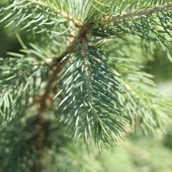 Blue Wonder Spruce Tree -Garden-Plants Blue Wonder Spruce 3 FGT