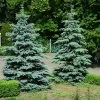 Blue Wonder Spruce Tree -Garden-Plants Blue Wonder Spruce 600x600 26193ce5 cb4c 4e46 8366 037a0a8f601d