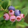 3-in-1 Blueberry Bush 1 3-in-1 Blueberry Bush -Garden-Plants Blueberry 3in1 600x600 1aa08fd7 bd51 41f6 bac0 a9579467c982