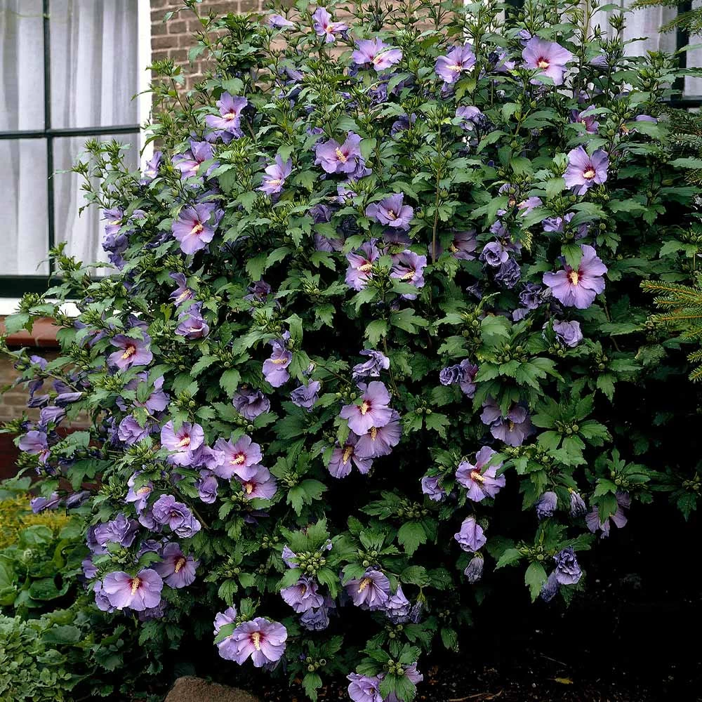 Bluebird Rose Of Sharon Hibiscus Shrub 5 Bluebird Rose Of Sharon Hibiscus Shrub - Image 3