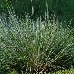 Blues Little Bluestem Grass -Garden-Plants Bluestem Grass The Blues 4