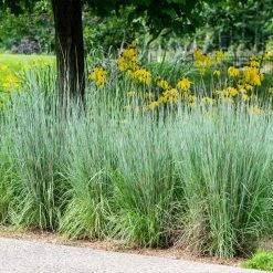 Blues Little Bluestem Grass -Garden-Plants Bluestem Grass The Blues 5 FGT