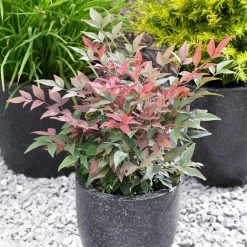 Blush Pink™ Nandina Shrub -Garden-Plants Blush Pink Nandina FGT 5