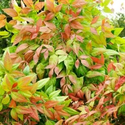 Blush Pink™ Nandina Shrub -Garden-Plants Blush Pink Nandina FGT 6