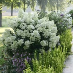 Bobo® Hydrangea Shrub -Garden-Plants Bobo Hyrangea 2 FGT
